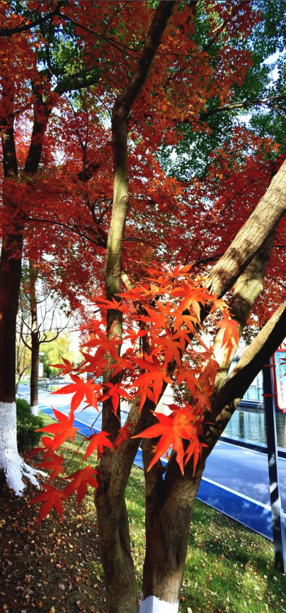 271701043792973410.png image.png