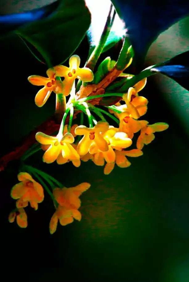 111731294082603048.jpeg c25ce28736d6bfd2d026bf4716ececd9.jpg